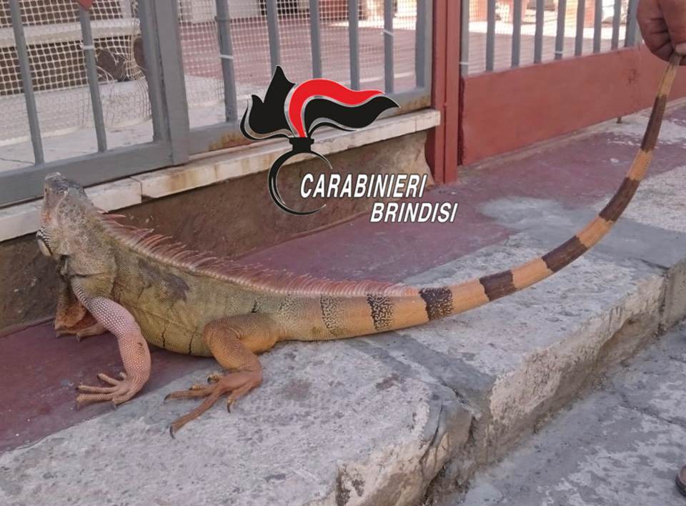 San Pietro Vernotico: deferito per detenzione illecita di un esemplare di “iguana iguana”, sottoposta a sequestro, della lunghezza di metri 1,20