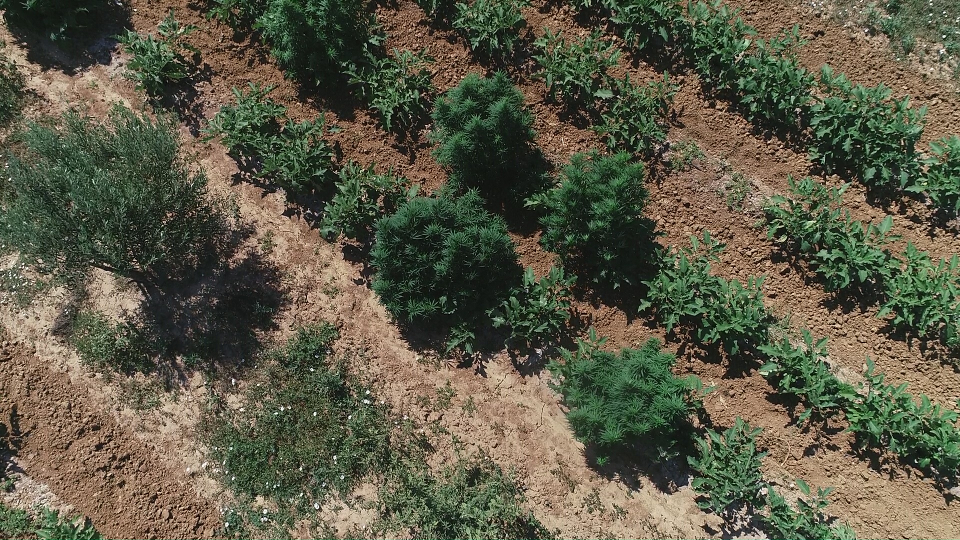 Trovate oltre 400 piante di marijuana in località Brancasi a Brindisi