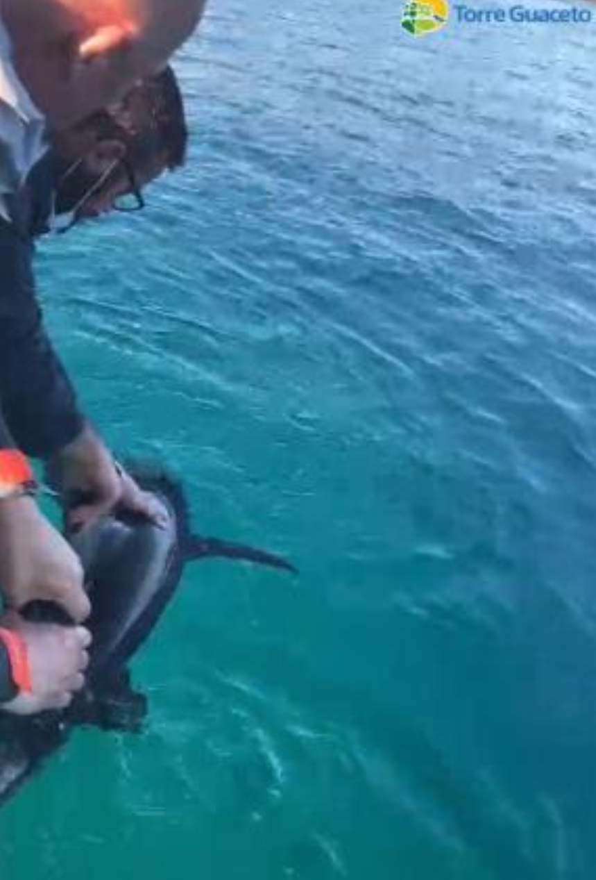 Raro squalo nei pressi di Torre Guaceto: pescatori e Consorzio lo salvano