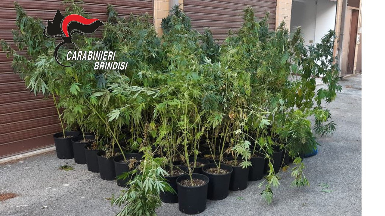 San Michele: rinvenuta una serra con 63 piante di marijuana, nonché 335 grammi di infiorescenze di cannabis indica. Arrestato un 19enne