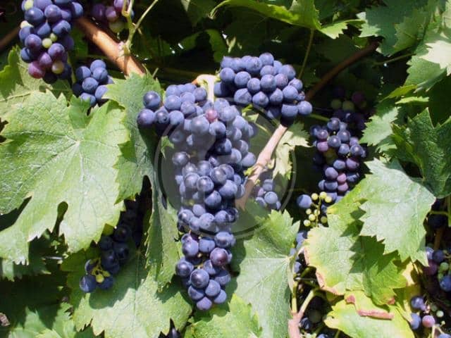 “La vitivinicoltura brindisina in un nuovo rapporto città/campagna”
